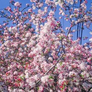 Meet your Posher, Alana